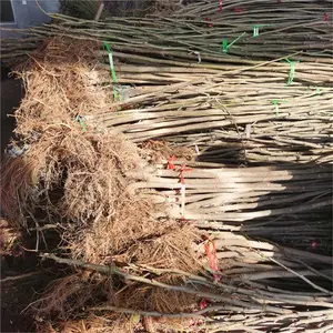 波姬红无花果苗_烟台无花果苗种植
