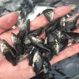 �����й����������Ż�