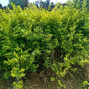金叶女贞批发 优质金叶女贞种植基地 金叶女贞供应