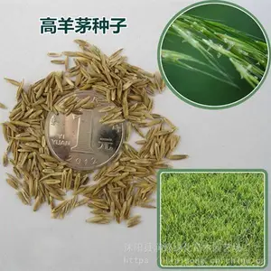 真草坪草皮带泥土 四季青耐寒 别墅庭院绿化带土 果岭草皮 马尼拉