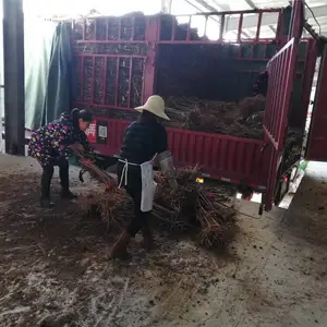 脆红李子苗_脆红李子苗供应_脆红李子苗价格及基地