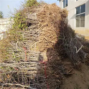 威海冬枣树苗种植基地_枣树种子育苗时间和方法