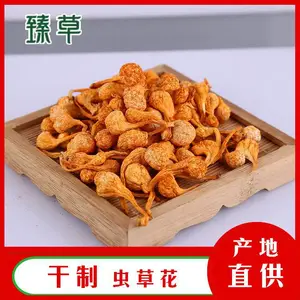 臻草菌业新鲜虫草花北虫草煲汤方法虫草花产地批发零售