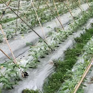 硕泰(图)-银灰黑双色地膜-银灰地膜