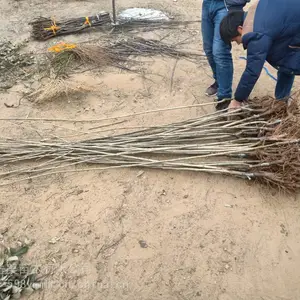 2���ְ�����۸� 1�׸߰�������ֲ����