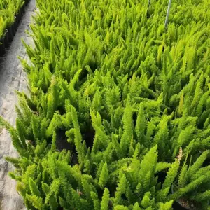 狐尾天门冬 成都狐尾天门冬基地 狐尾天门冬加仑杯 花境植物