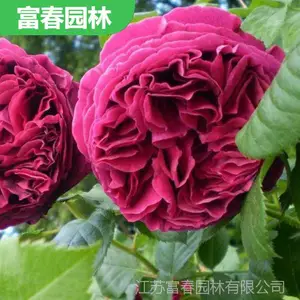 �¼��� ��Ԯ�Ϻ�ɫ������״ �໨��ͥԺ��̨�ɹ����쾰