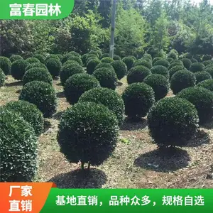 ���ش�Ҷ������ ������ �ļ��������ֲ�� ������ľ