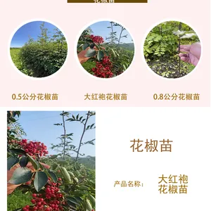大红袍花椒苗 1-2年生花椒树苗 现挖现发 山地丘陵均可种植