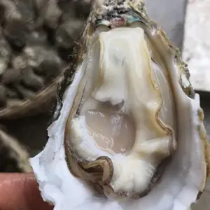 上海市炭烧蒜蓉生蚝批发商 新鲜生蚝行情