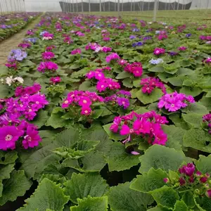 四川出售花卉瓜叶菊 三色堇 羽衣甘蓝 孔雀草 报春 石竹等