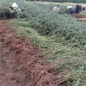 ӭ�������� ӭ����С������ �Բ�����30����-60���ָ�ӭ����С��