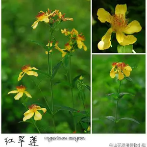 �캵����ȡ��10:1  �ֻ���Ӧ һ������
