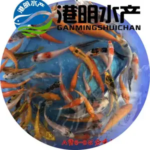 农业淡水锦鲤鱼鱼苗批发—佛山港明水产