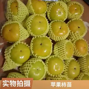 �ձ�̫�����ӹ����� ����ֱ�ӳ�Ʒ�ֲ���������Դ��ֲ������