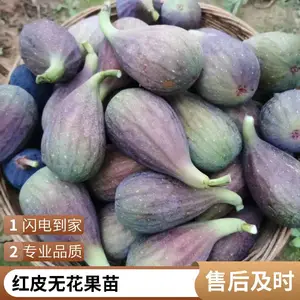 基地出售波姬红无花果种苗 果园采摘庭院种植可食用果树 规格多样