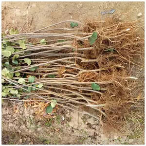 优质美国8号苹果树苗 鲁丽 二年生 矮化M26占木苹果