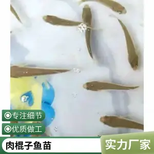 众发水产批发梭鱼苗 成活*** 生长速度快 病害少 提供技术支持
