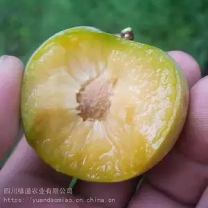 ���з���������-��Ӧ���������羭����