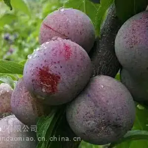 ��̶�������_�ֻ�������翪����