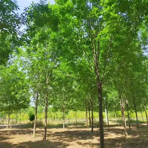 ������̬��ľ�������� 18���ְ������۸� �̻�������