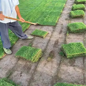 出售精品白皮松树供应3米园林绿化市场早熟禾草皮