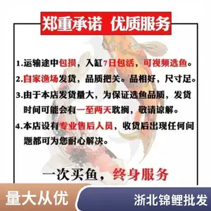 大型批发质优锦鲤观赏鱼 丹顶昭和红白锦鲤 发货速度快多色 高存活率