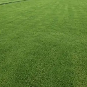 宜春马尼拉草皮 宜春草皮各种规格 供应 带土草皮