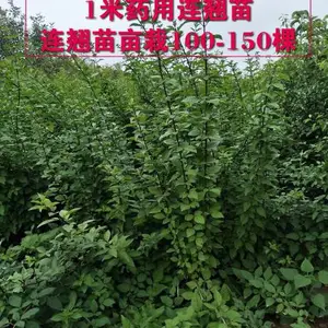 四川结果连翘苗一亩地种植多少棵