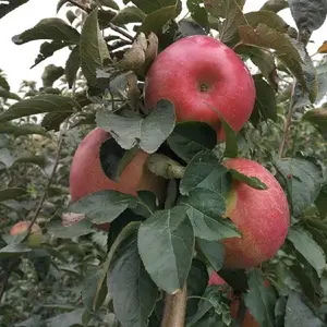 �޽��̸�ƻ���� ������ƻ���� ������