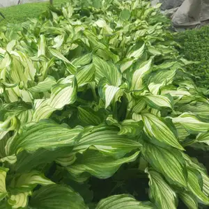 玉簪 花叶玉簪杯苗 成都玉簪基地 金边玉簪供应 花境植物玉簪