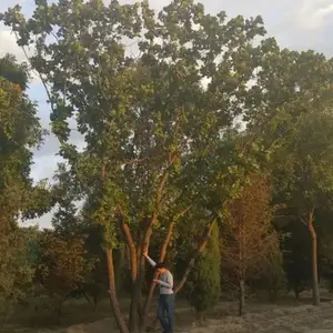 ���س��� �����ɹ��� �����ȫ ͥԺС��԰���̻��羰���ೡ������