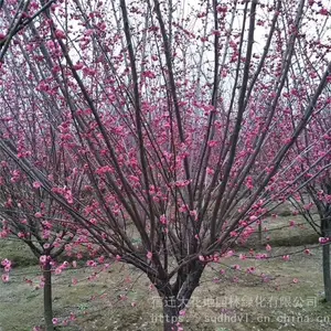 ����***�ؾ�5���ֺ�÷���۸������Ǯһ�� ���� ͼƬ