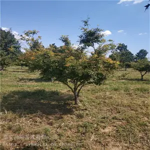 ��˼�צ�� ������ȫ 12���ּ�צ�� ��Ʒ���г���
