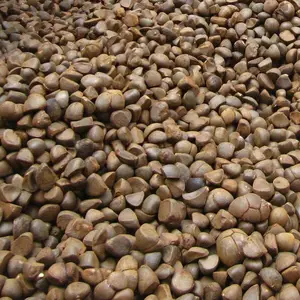 陕西油茶果烘干机厂家 微波油茶果烘干机