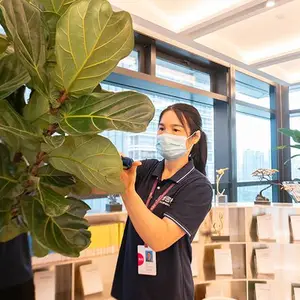 写字楼盆栽供应商 办公室花木养护绿植免费设计定期养护
