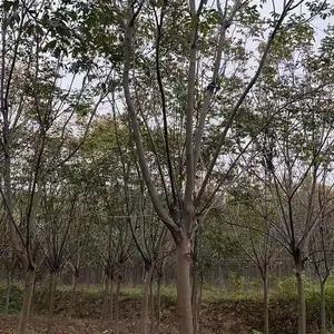 大量出售各种规格精品栾树 栾树风景树行道树价格优惠