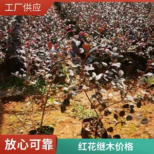 �ɷ����� ���ʺ컨��ľ ����ֱ�� С�������̻� ��������