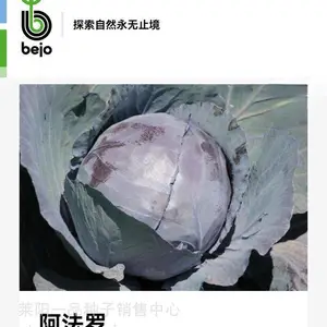紫甘蓝欧梅罗早熟