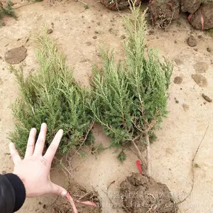 �̻������� ������������ ��Ĺ��·������۸�