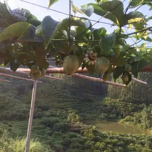 永牌供应瓜棚网 塑料 胶丝植物攀爬瓜棚网 尼龙水果攀爬网厂家