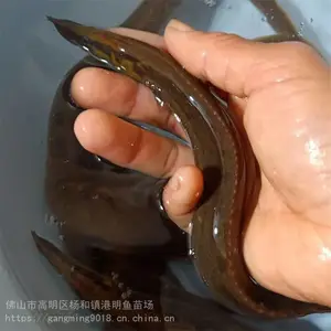 人工养殖 4-12公分纳锥鱼 淡水刺鳅鱼鱼苗 港明供应