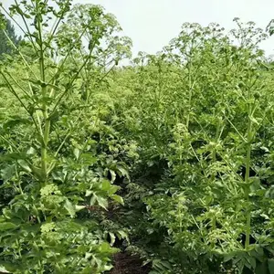 ������ֲ���������������������⼸�����