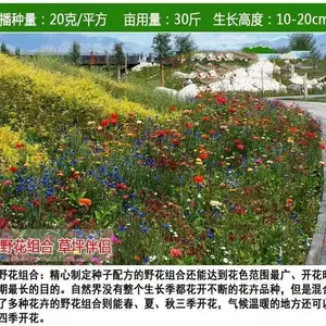 太原常青草坪种子销售热线批发柠条草种籽