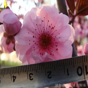 ��Ҷ÷�� ����÷�����˾�Ʒ �ӱ��������Թ�Ӧ ���֦����÷����������÷ 4-8���֣�