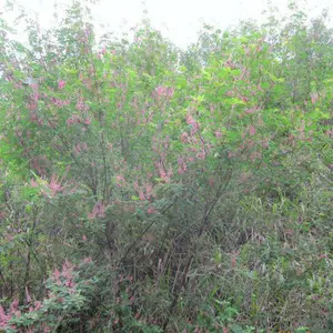 ���ϳ�ɳ���ֻ��ֹ�ľ����������Ӧ