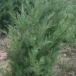 园林绿化植物 塔柏2米 小龙柏冠幅高度 大量供应