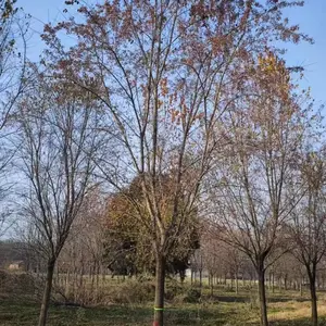 ��Ӧ�߸�10����˿��ľ ˿��ľ�۵�ֱ�� ũ����ֲ˿������