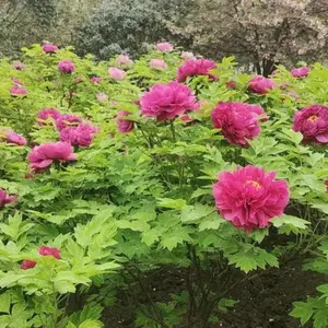 ��������ĵ������ �����辰��������ֲ ��̳�����������칤����