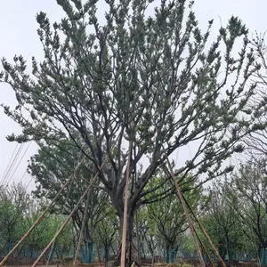 工程单杆朴树(8–35cm)